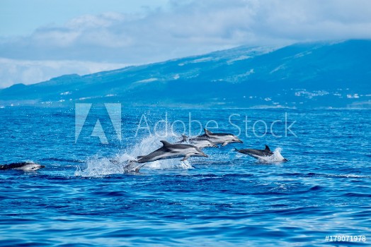 Picture of Wild dolphins in the Azores 
